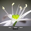 Allium ursinum sl18.jpg