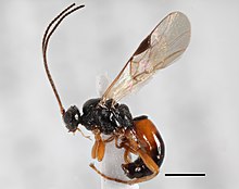 Voucher deposition allows species identity to be re-evaluated if there are problems re-isolating an active constituent from a biological source. Allurus muricatus JS10 00405 lateral.jpg