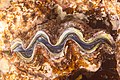 * Nomination Maxima clam (Tridacna maxima), Ras Muhammad National Park, Egypt --Poco a poco 05:22, 17 July 2022 (UTC) * Promotion Good quality --Llez 06:26, 17 July 2022 (UTC)