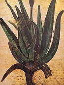 Aloe, Juliana Anicia Codex.jpg