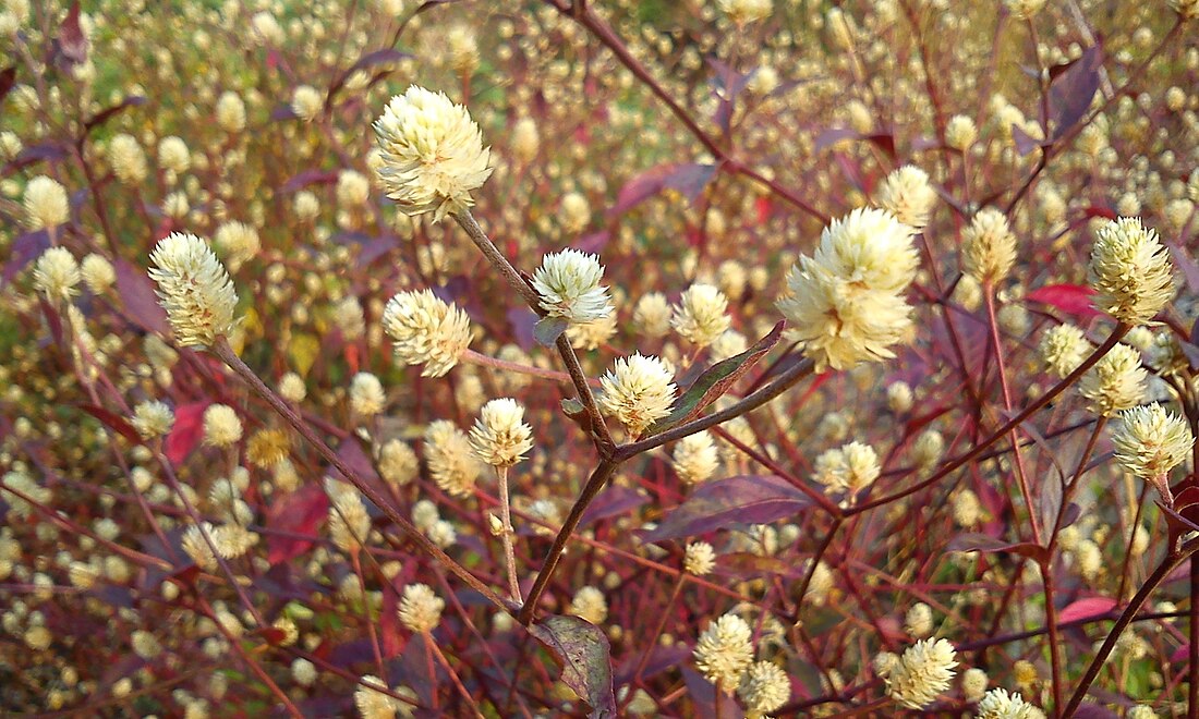 Alternanthera bettzickiana