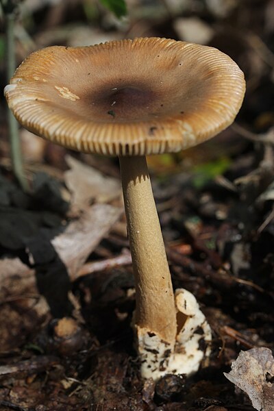 File:Amanita fulva (37837673226).jpg