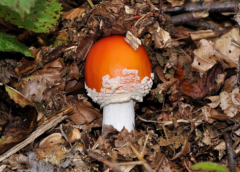 File:Amanita muscaria qtl4.jpg