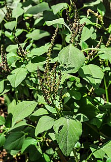 <i>Amaranthus viridis</i> Species of flowering plant