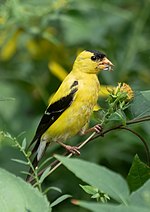 Thumbnail for File:American goldfinch in PP (12544).jpg