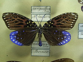 Amesia sanguiflua