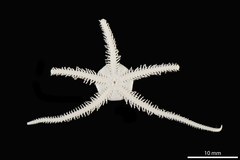 File:Amphipholis strata - OPH-000259 hab-ven.tif (Category:Echinodermata in the Natural History Museum of Denmark)