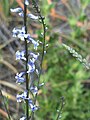 Anarrhinum bellidifolium Enfoque 2009 5 17 DehesaBoyaldePuertollano.jpg