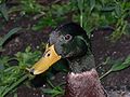 Mallard (Anas platyrhynchos)