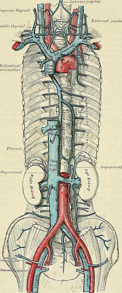 Anatomy, descriptive and surgical (1897) (14761799591).jpg