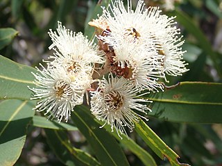 <i>Angophora bakeri <span style="font-style:normal;">subsp.</span> crassifolia</i> Subspecies of tree