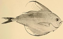 Pterycombus petersii