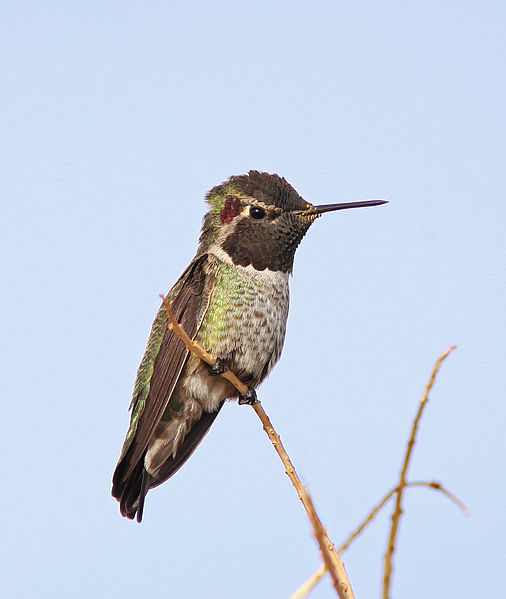 File:Annas Hummingbird (Calypte anna), male (4200609495).jpg