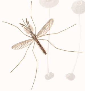 <i>Anopheles claviger</i> Species of mosquito