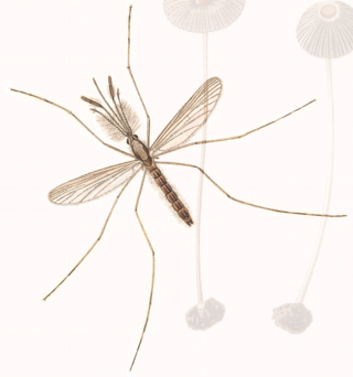 <i>Anopheles claviger</i> Species of mosquito