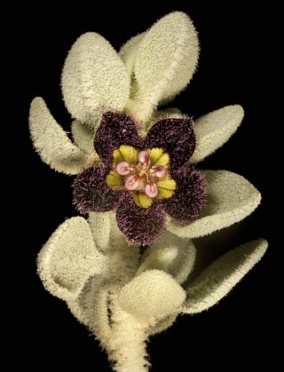 <i>Anthotroche pannosa</i> Species of flowering plant