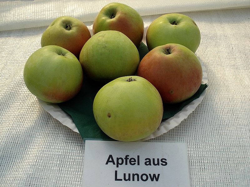 File:Apfel aus Lunow.jpg