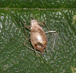 parasitized aphid with exit hole Aphid.with.aphidiinae.3.jpg