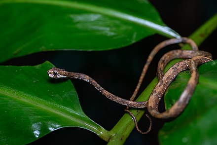 Змея 5 индийский. Aplopeltura boa. Ремневидная змея. Boiga nigriceps.