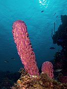 Aplysina archeri (Stove-pipe Sponge)