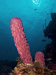 Aplysina archeri (Stove-pipe Sponge-pink variation).jpg