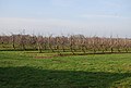 Apple orchards near Broad Oak - geograph.org.uk - 1142619.jpg