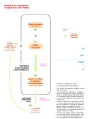 "Acquisition du comportement de reproduction" Cliquez sur l'image pour agrandir