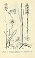 Platanthera nivea Fig. 359/1 page 702 in: D.S.Correll & H.B.Correll: Aquatic and wetland plants of southwestern United States (Orchidaceae) Washington (1972)