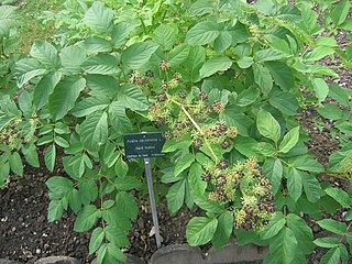 <i>Aralia racemosa</i> Species of flowering plant