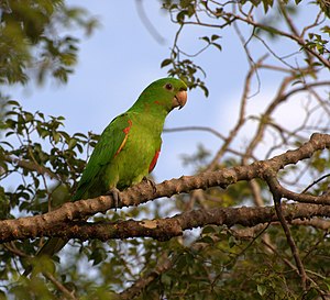 Aratinga leucophthalma -Piraju -Brazil-8.jpg