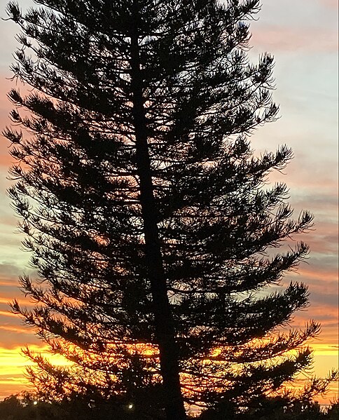 File:Araucaria columnar en atardecer.jpg