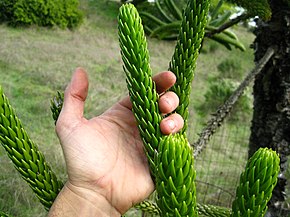 Descrizione dell'immagine Araucaria rulei.JPG.