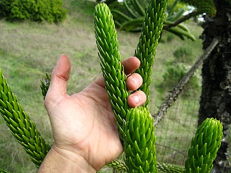 Araucaria rulei.JPG