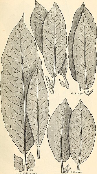 File:Arboretum et fruticetum britannicum, or - The trees and shrubs of Britain, native and foreign, hardy and half-hardy, pictorially and botanically delineated, and scientifically and popularly described (19563011148).jpg