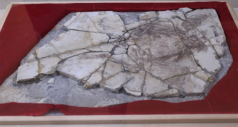 File:Archaeoraptor-Paleozoological Museum of China.jpg
