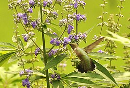 Archilochus colubris at a Vitex agnus-castus - by jeffreyw.jpg