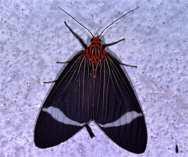 Caryatis hersilia