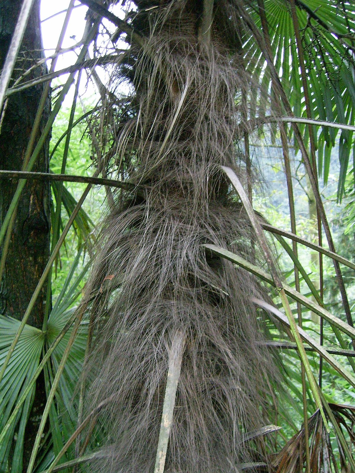 Arecaceae - Wikipedia