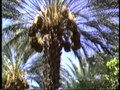 File:Arecaceae - Washingtonia filifera - California Fan Palm.webm