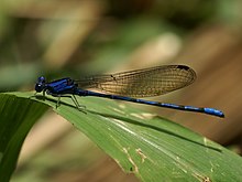 Argia extranea.jpg