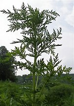 Miniatura para Artemisia annua