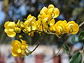 Yellow flower 2, 10-2006