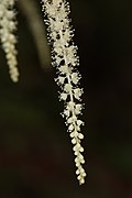 Aruncus dioicus (Sylvan Goatsbeard), staminate flowers