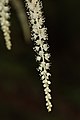 Détail d'une hampe florale d’Aruncus dioicus.