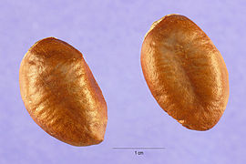 Asimina triloba