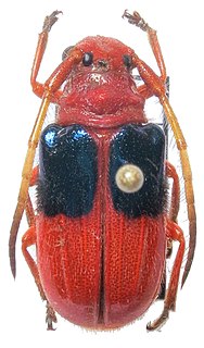 <i>Astathes levis</i> Species of beetle