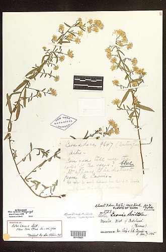 Aster leonis holotype Aster leonis holotype NY 115521.jpg