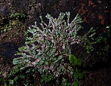 Asterella wallichiana merayap di taman wall.jpg