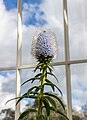 * Nomination Echium nervosum at Kew Gardens --Mike Peel 14:21, 13 April 2024 (UTC) * Promotion  Support Good quality. --Rjcastillo 22:19, 13 April 2024 (UTC)