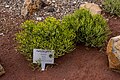 * Nomination: Euphorbia aphylla at the Pyramids of Güímar, Tenerife --Mike Peel 06:30, 29 October 2023 (UTC) * * Review needed